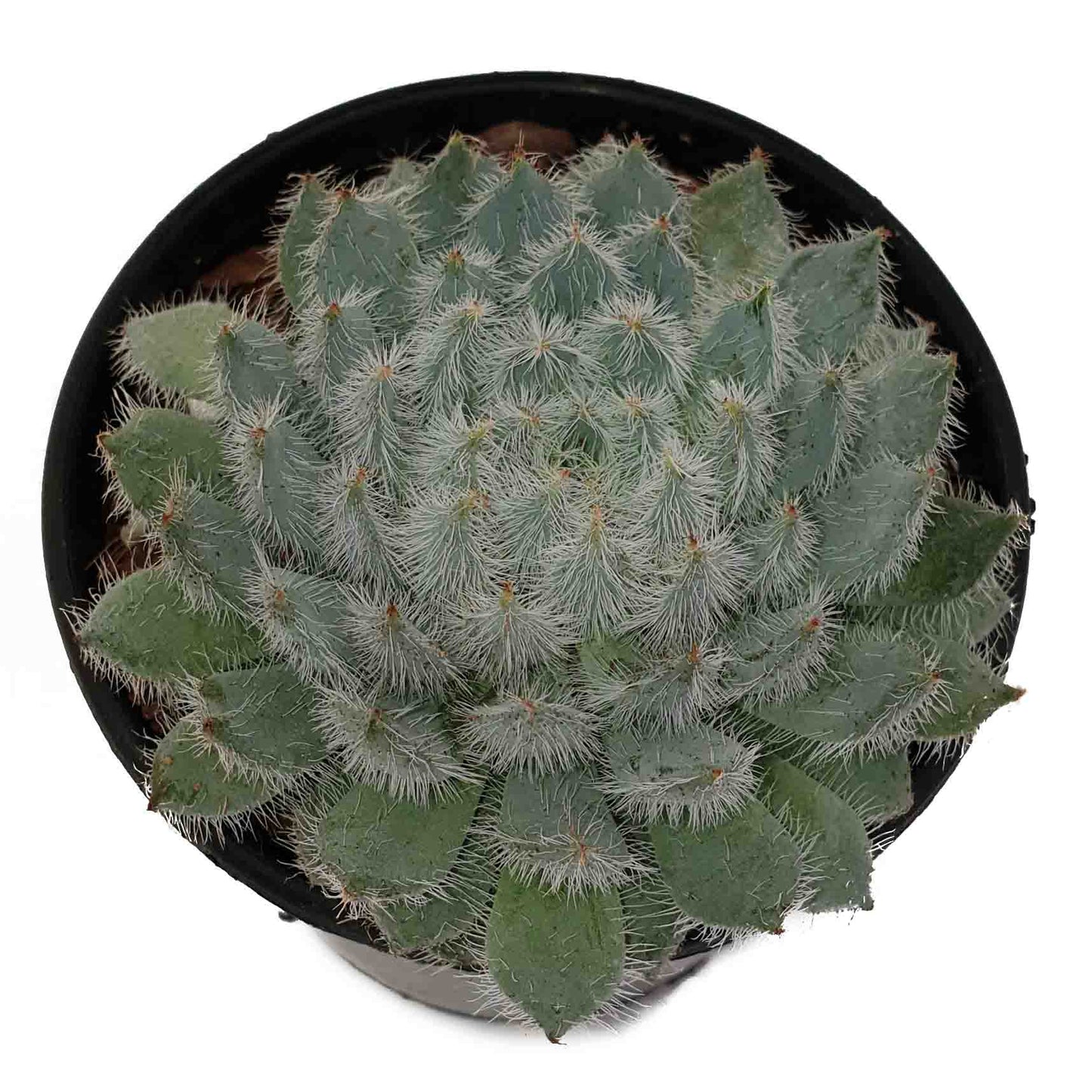 Echeveria Setosa Var. Deminuta
