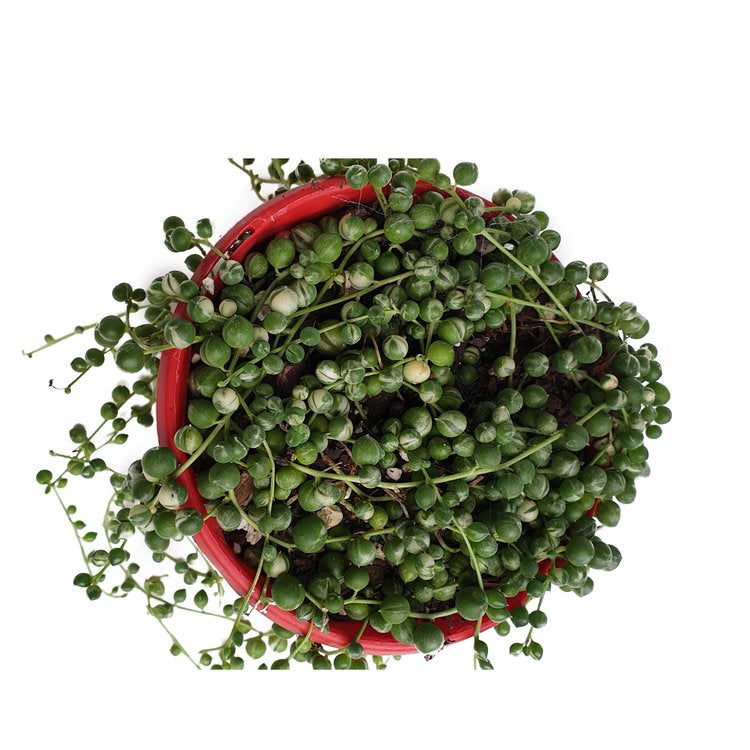 Senecio String of Pearls Variegated