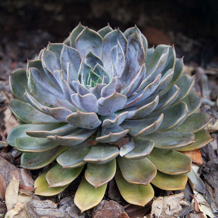 Echeveria Centaurus