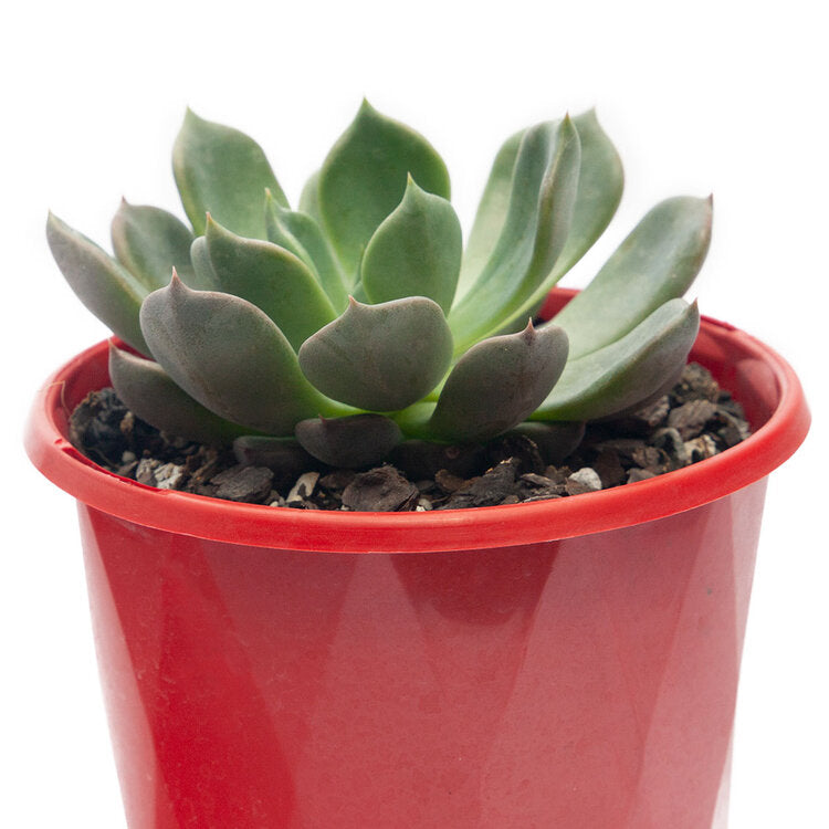 Echeveria Centaurus