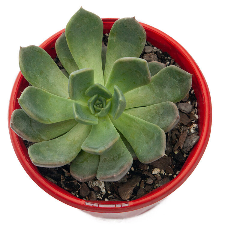 Echeveria Centaurus