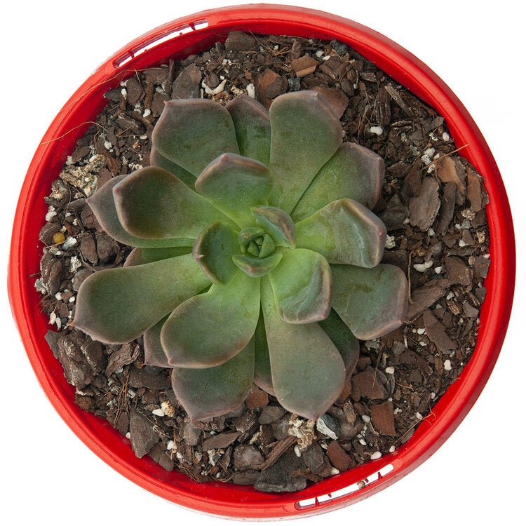Echeveria Centaurus
