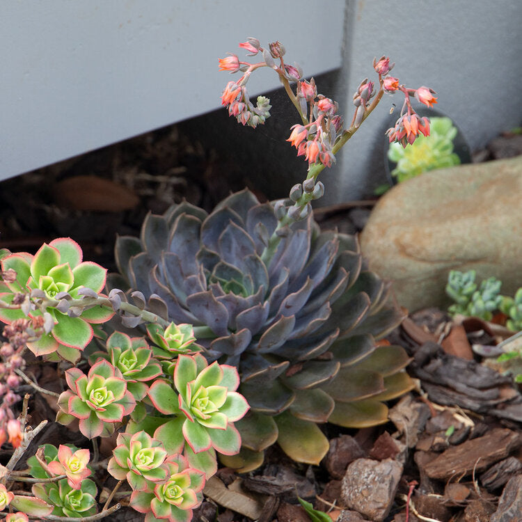 Echeveria Centaurus
