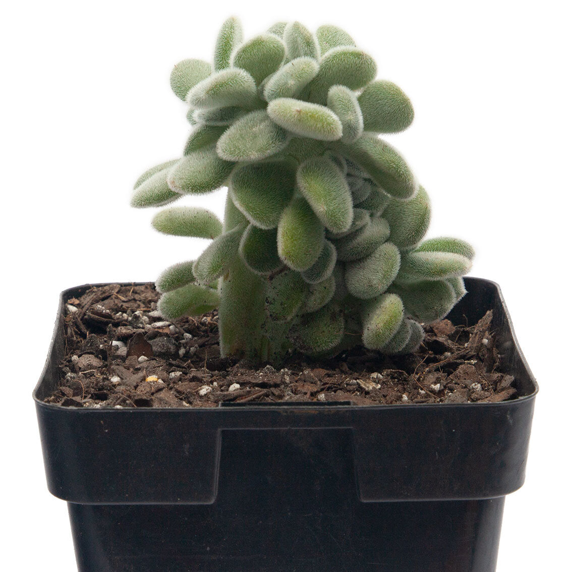 Echeveria Pulvinata Cristata 'Frosty' 100mm