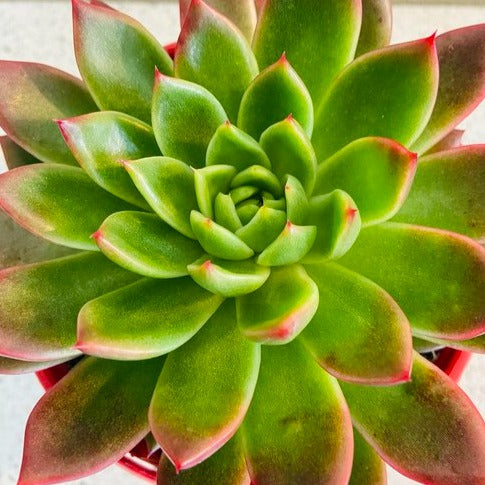 Echeveria Elina