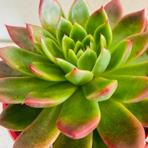 Echeveria Elina
