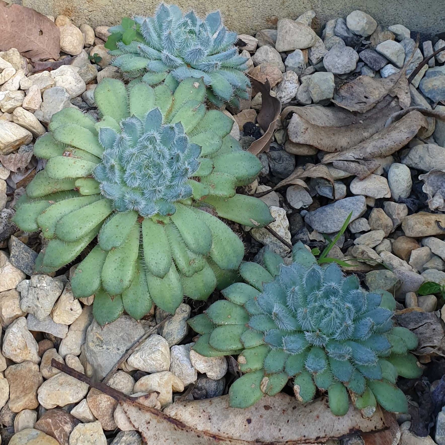 Echeveria Setosa Var. Deminuta