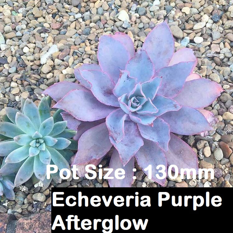 Echeveria Value Buster Pack - 2