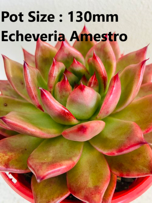 Echeveria Value Buster Pack