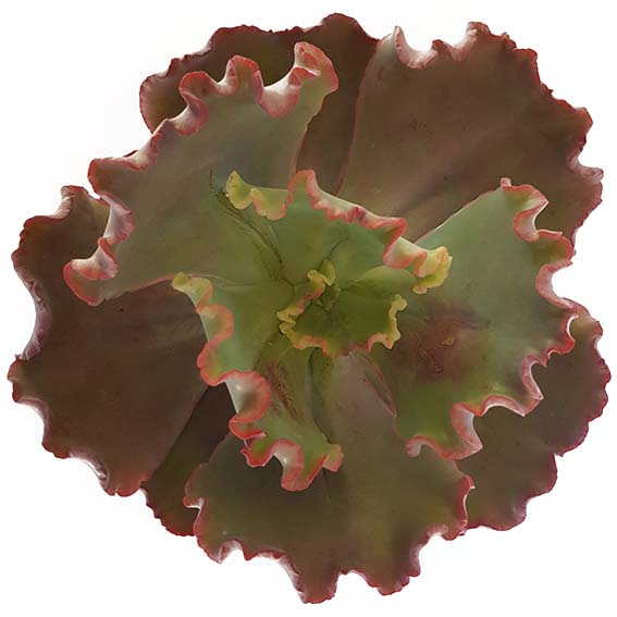 Echeveria Curls 130mm My Store