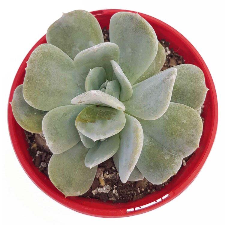 Echeveria Exotic