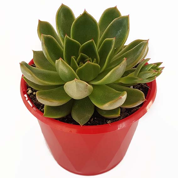 Echeveria Mira
