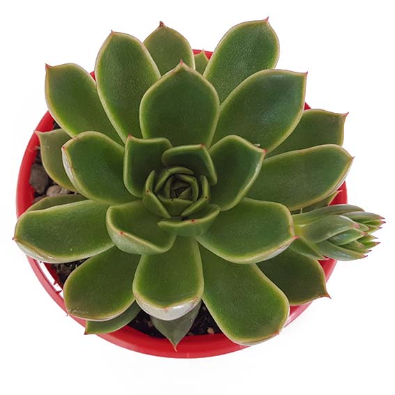 Echeveria Mira