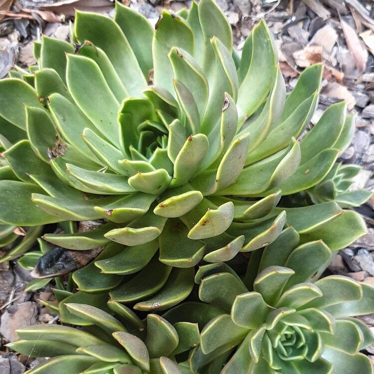 Echeveria Mira