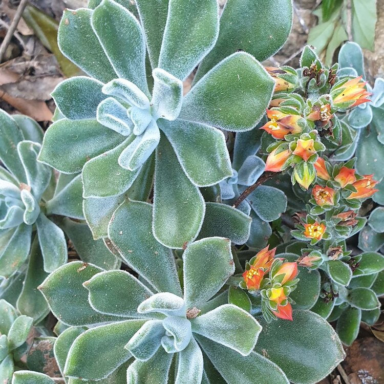 Echeveria Setosa Rose and Purpus Pulvinata 'Frosty'