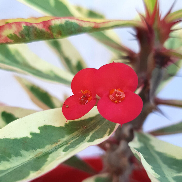 Euphorbia Variegated
