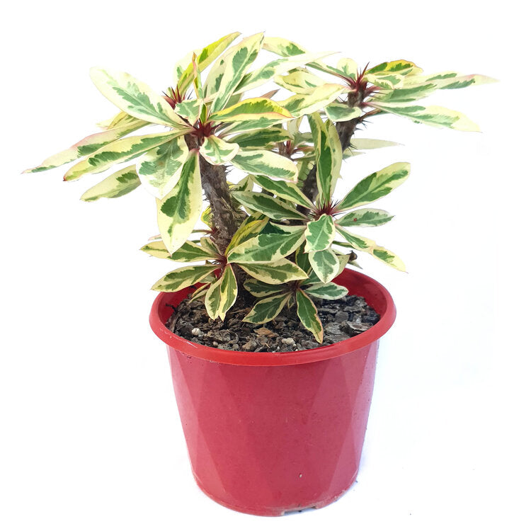 Euphorbia Variegated
