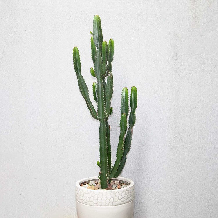 Euphorbia Cowboy African Milk Tree styled in modern Queensland home, showing indoor plant display ideas