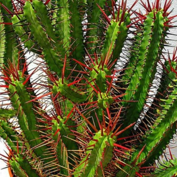 Euphorbia Enopla