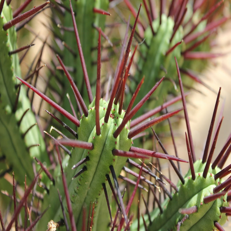 Euphorbia Enopla