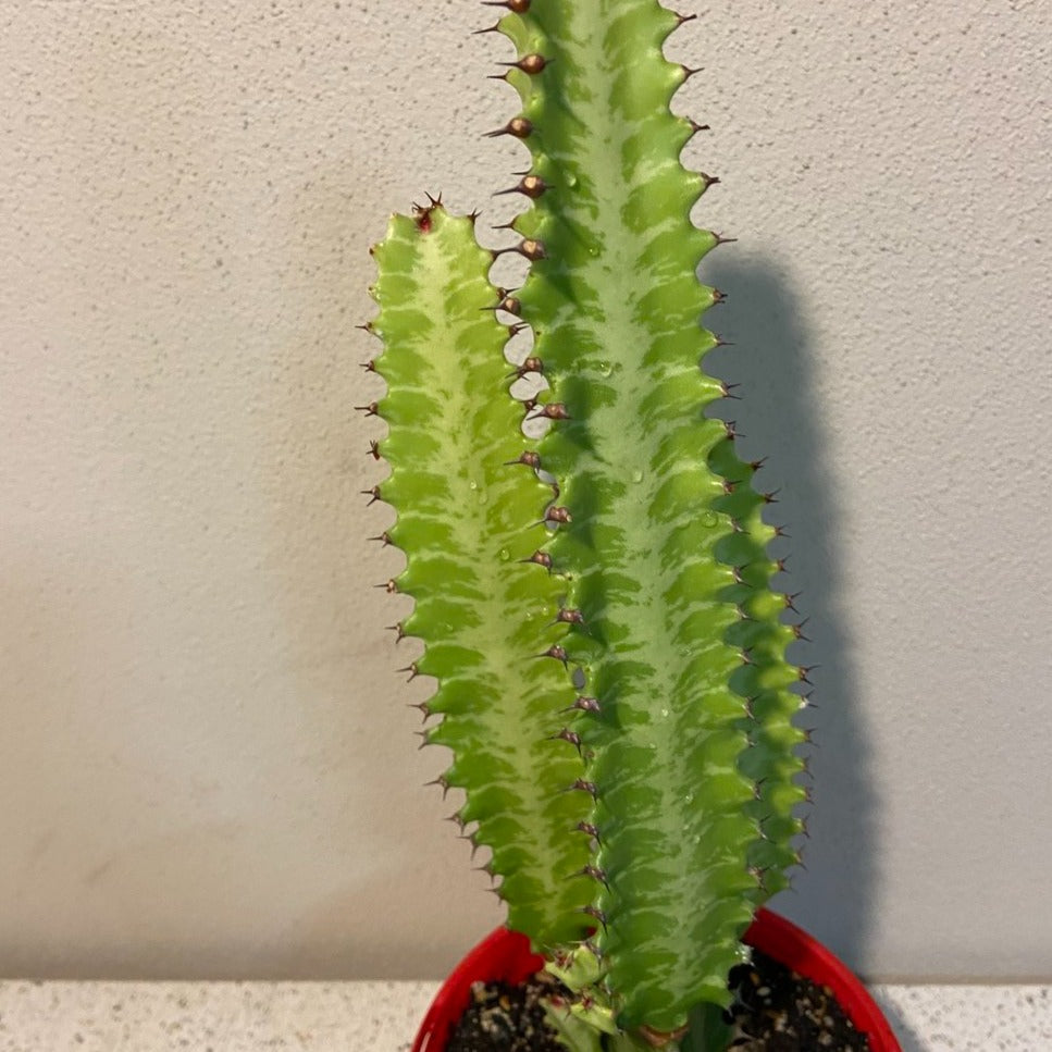 Euphorbia Trigona Green
