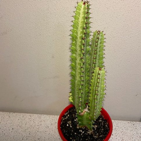 Euphorbia Trigona Green