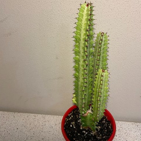 Euphorbia Trigona Green