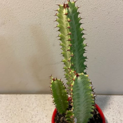 Euphorbia Trigona Green