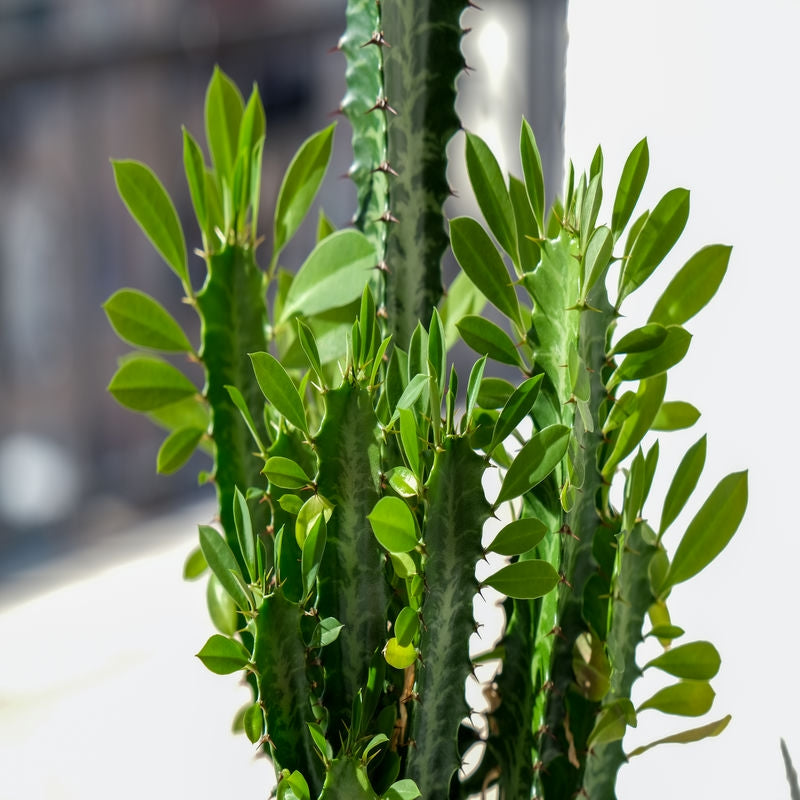 Euphorbia Trigona Green