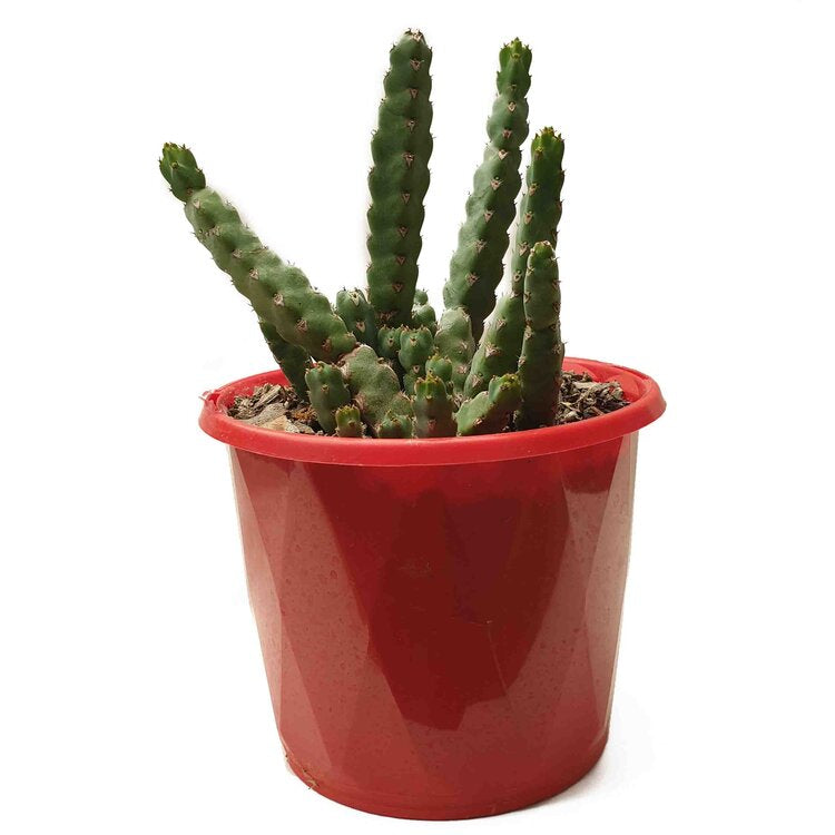 Euphorbia Debilispina