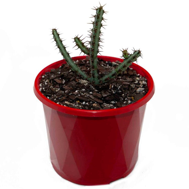 Euphorbia Aeruginosa 'Miniature Saguaro'
