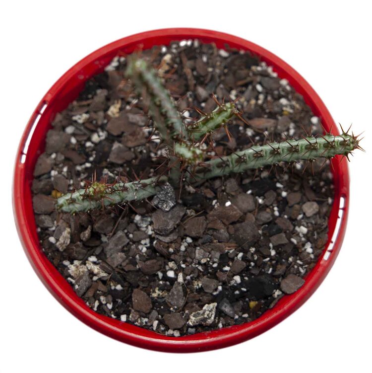 Euphorbia Aeruginosa 'Miniature Saguaro'