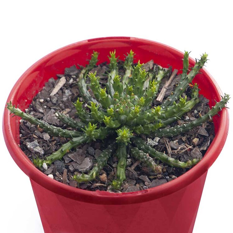 Euphorbia Flanaganii