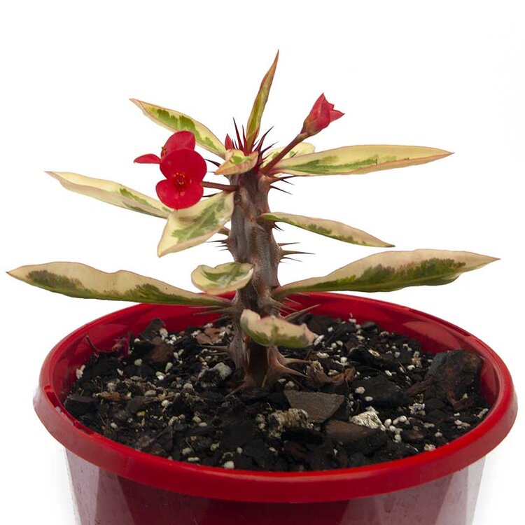 Euphorbia Variegated