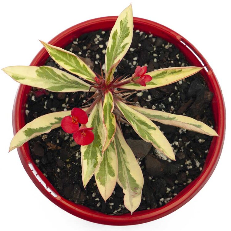 Euphorbia Variegated