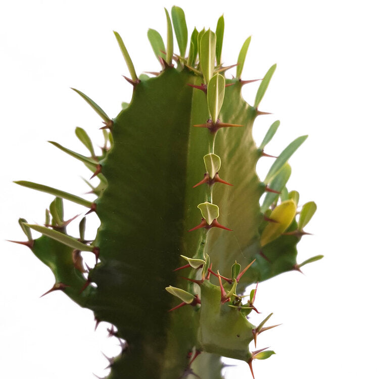 Close-up of Euphorbia Cowboy's textured stems and variegated patterns, showing healthy growth and unique characteristics
