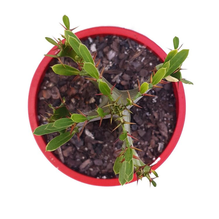 Bare root Euphorbia Cowboy cutting ready for planting, showing healthy root system and stem structure