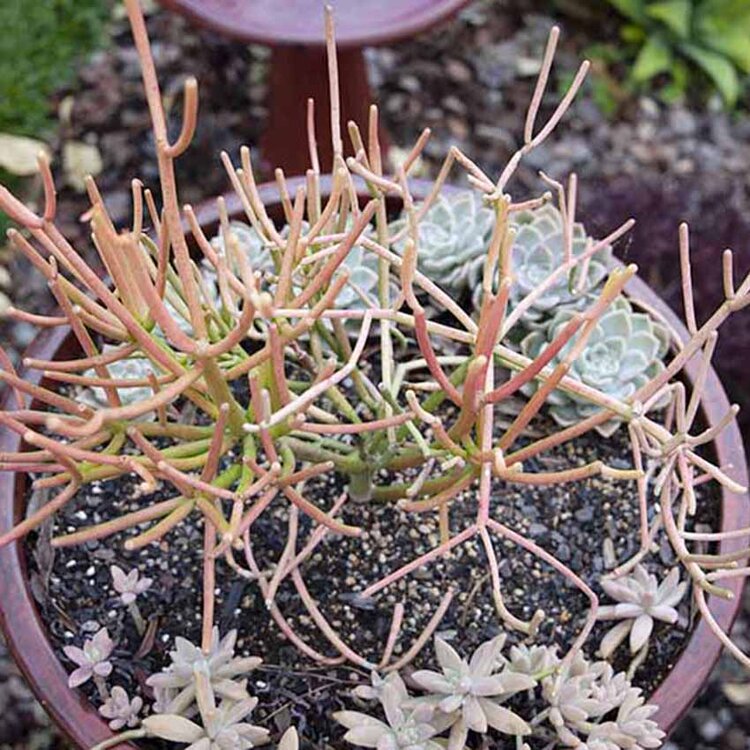 Euphorbia 'Tirucalli' Firesticks