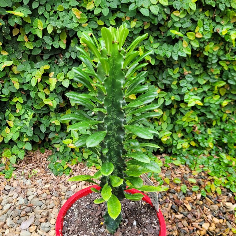 Euphorbia Ingens