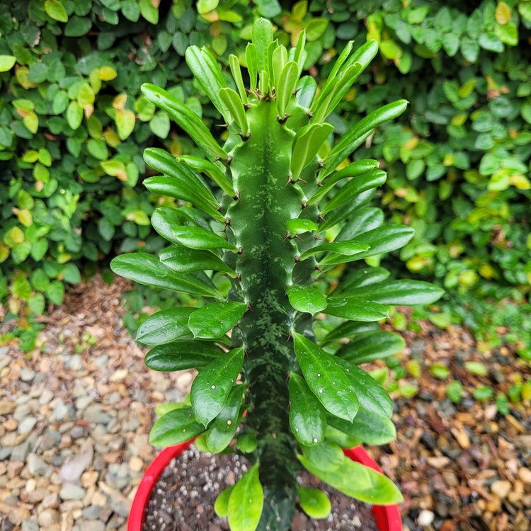 Euphorbia Ingens
