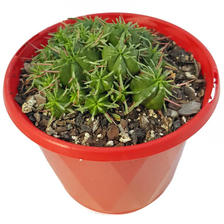 Euphorbia Pulvinata
