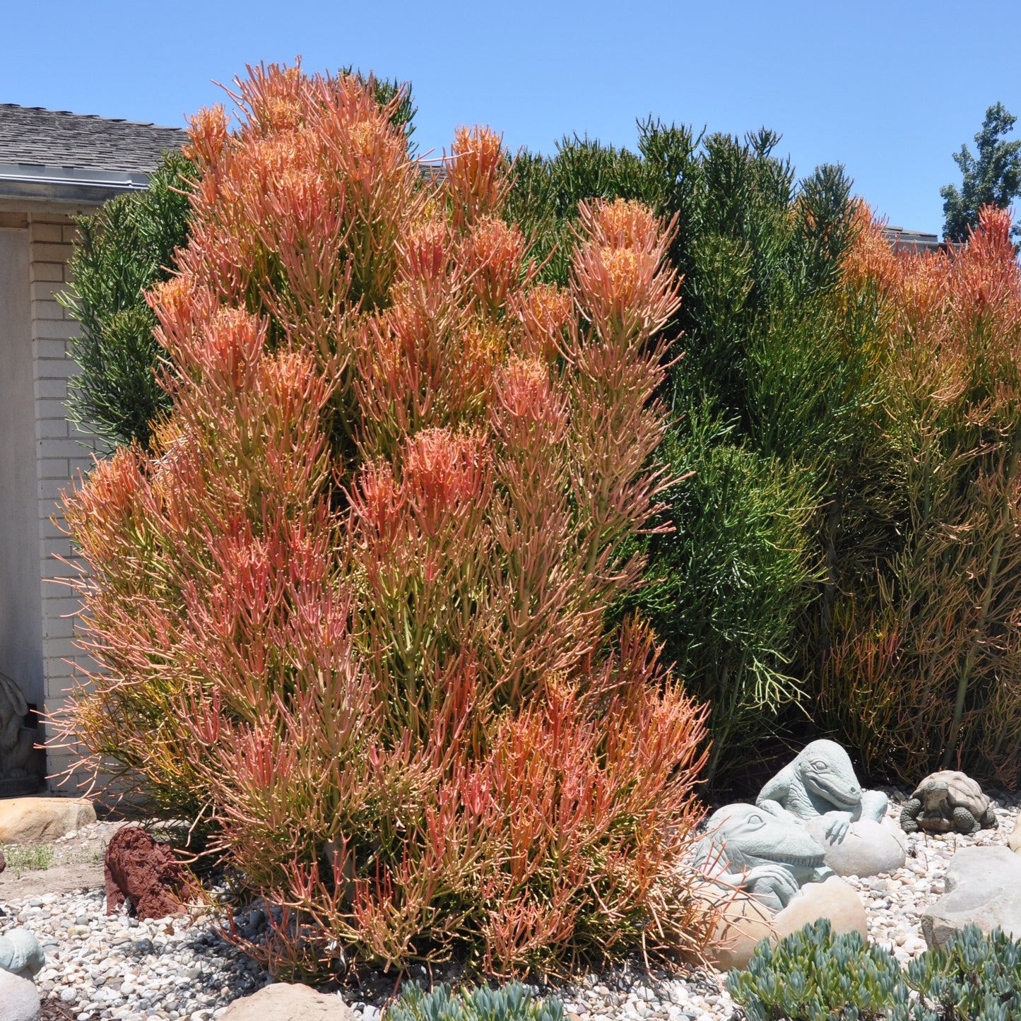 Euphorbia 'Tirucalli' Firesticks