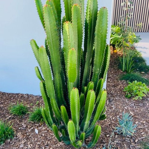 Close-up of Euphorbia Cowboy's textured stems and variegated patterns, showing healthy growth and unique characteristics
