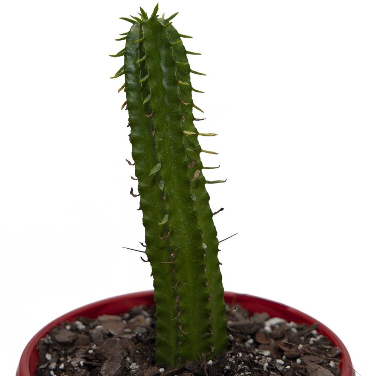 Euphorbia Handiensis