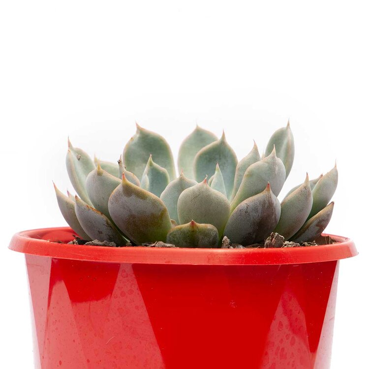 Echeveria Pegasus 130mm