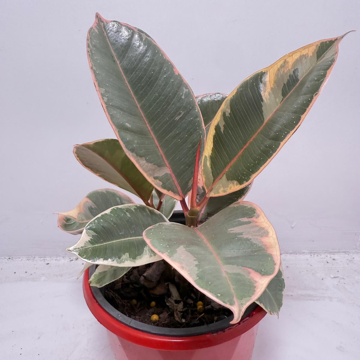 Ficus Variegated Rubber Plant 130 mm  Succulents World