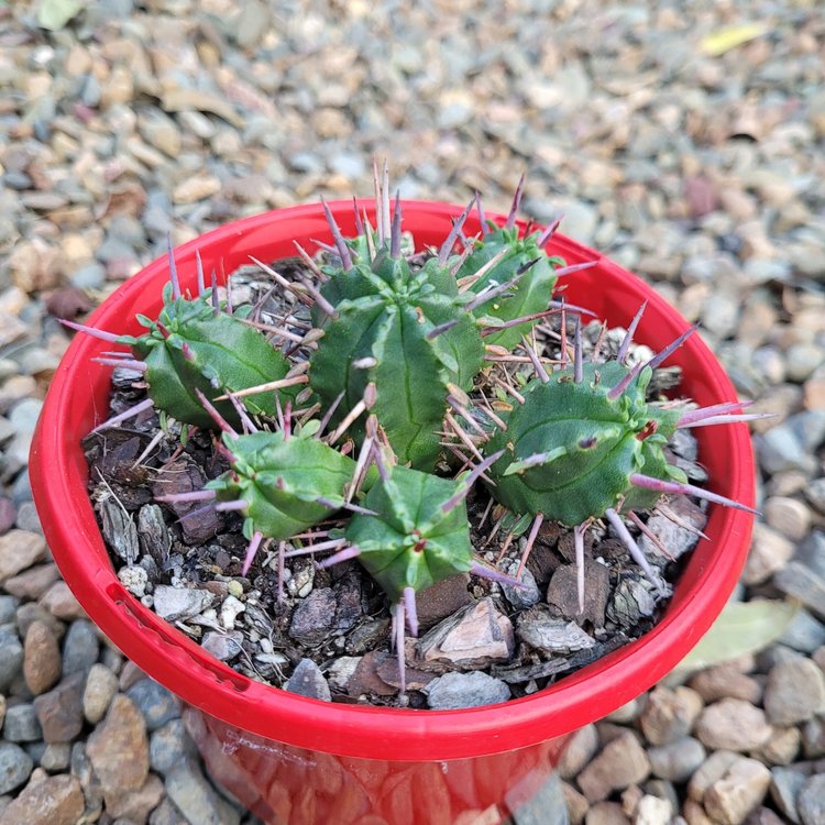 Euphorbia Ferox