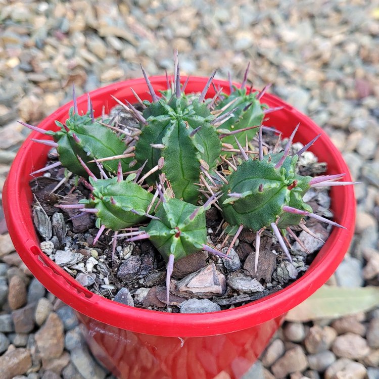 Euphorbia Ferox