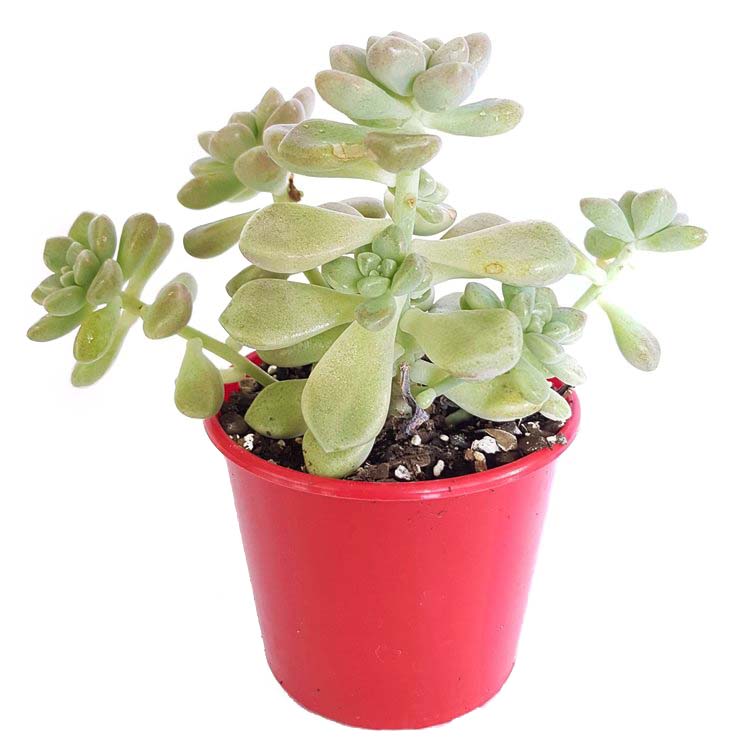 Graptopetalum Mendozae - Cutting