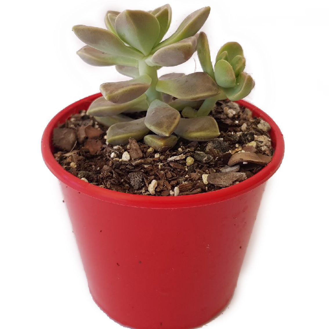 Graptopetalum Paraguayense SSP. Bernalense- Cutting/Rooted